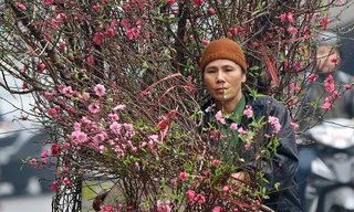 Hoa đào dạo phố, mọi nẻo đường Hà Nội tràn ngập không khí Tết