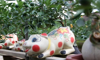 Lợn đất 'cõng' quất bonsai giá bạc triệu chơi Tết ở Hà Nội