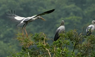 Lạc vào rừng chim với vẻ đẹp nguyên sơ tại Thung Nham - Ninh Bình