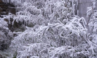 Thủ tướng: Chủ động ứng phó rét đậm, rét hại, băng giá