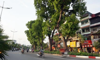 Giữa ngày nắng đổ lửa Hà thành, 'thiên đường' bóng mát là đây