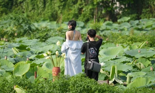 Bất chấp nóng bức, các nàng thơ vẫn nô nức chụp ảnh với sen Hồ Tây