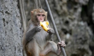 Tận thấy bầy khỉ vàng 'làm du lịch' ở vịnh Hạ Long 