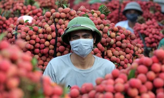 Bắc Giang: Vải thiều 'nhuộm đỏ' thị trấn Chũ
