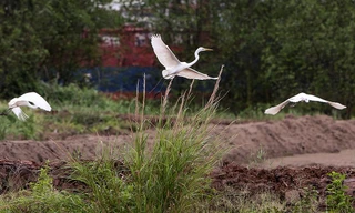Mãn nhãn với đàn cò hàng trăm con tại sân Vinpearl Golf Hải Phòng