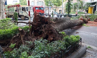 Trời tạnh ráo, cây xanh bất ngờ đổ chắn ngang phố Hà Nội