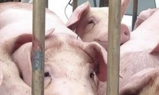  Khởi tố vụ giết mổ, tàng trữ lợn nhiễm dịch tả lợn châu Phi