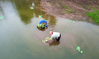 Hàng nghìn mầm sen Bách Diệp được trồng khôi phục tại Hồ Tây như thế nào?
