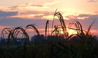 Ngoại thành Hà Nội đẹp nao lòng mùa lúa chín