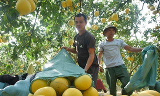 Mãn nhãn với cảnh nông dân thu hoạch vườn bưởi Diễn những ngày gần Tết Nguyên đán Quý Mão