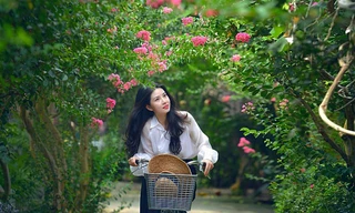 Ngắm những đường hoa tường vi đẹp như cổ tích giữa lòng Hà Nội