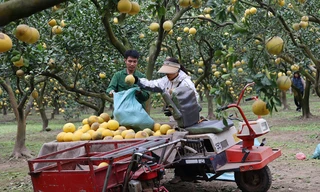 Tất bật thu hoạch giống bưởi đặc sản Thủ đô phục vụ Tết Nguyên đán