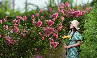 Đắm say với cảnh sắc hoa tường vi rợp phố Hà Nội