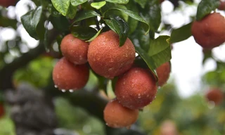 Bonsai chanh đào cực độc giá chục triệu bày Tết