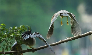 Du khách thích thú tận thấy đàn chim tự nhiên về Hồ Gươm làm tổ 