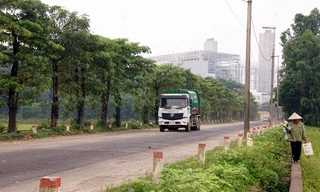 Hàng trăm cây hoa sữa ở bãi rác Nam Sơn xanh tốt như rừng sau 3 năm được trồng để khử mùi