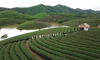Đảo chè Thanh Chương tuyệt đẹp qua góc quay flycam