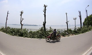 Nắng 'vỡ đầu' trên con đường hàng trăm cây hoa sữa bị chặt hạ ở Hà Nội