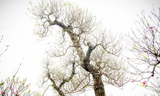 Đào ‘khủng’ đầy phố nhưng vắng khách thuê chơi