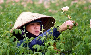 Nông dân Tây Tựu 'nuốt nước mắt' cắt bỏ cả ruộng hoa