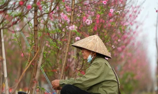 Vườn đào bung nở, nông dân Hà Nội đứng ngồi không yên vì lo mất Tết