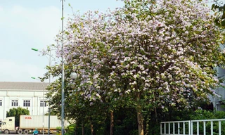 Hoa ban và những điểm check-in tuyệt đẹp tại Hà Nội