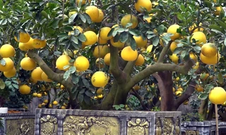 Bưởi cảnh giá hàng chục triệu mỗi chậu phục vụ 'đại gia' mua về chơi Tết