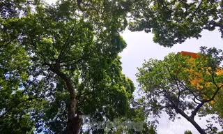 Những 'thiên đường xanh' chỉ nhìn đã thấy mát lạnh giữa ngày nắng nóng Hà Nội
