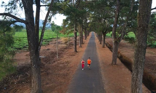 Hàng thông trăm tuổi, cầu treo, đồi chè xanh ngát trên cung đường Tiền Phong Marathon 2021