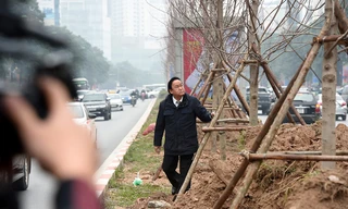 Chuyên gia sinh học 'thị sát' hàng cây phong lá đỏ tại Hà Nội