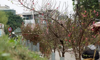 Hoa đào bung nở trong giá rét, khoe sắc trên phố Hà Nội
