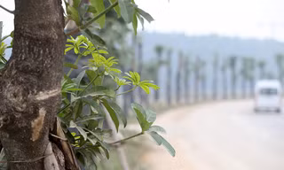 Hàng hoa sữa chuyển từ Hà Nội lên bãi rác Nam Sơn giờ ra sao?