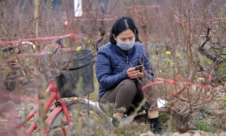 Nông dân trồng đào Hải Dương 'điêu đứng' vì nguy cơ lỗ nặng