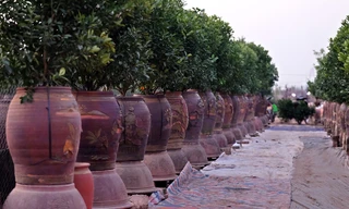 Người dân làng Tứ Liên tất bật trồng mới quất cảnh sau Tết