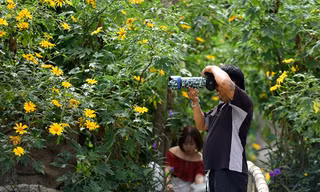 Trải nghiệm cảm giác ở rừng hoa dã quỳ vàng rực giữa lòng Thủ đô