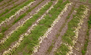 Cận cảnh hàng tấn củ cải nông dân Hà Nội vứt bỏ trắng đồng