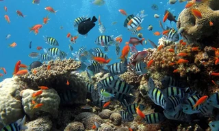 Thưởng ngoạn kỳ quan tuyệt phẩm khi lặn biển Cù Lao Chàm 