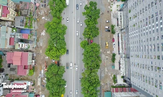 Hàng cây đường Phạm Văn Đồng trước ngày chặt hạ, di chuyển