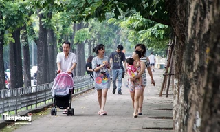 Hàng cây trên đường Kim Mã trước giờ chặt hạ, đánh chuyển