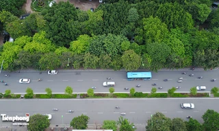 Tiếc nuối hàng cây thơ mộng trên đường Kim Mã 