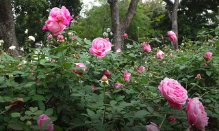 Mãn nhãn với hàng nghìn gốc hoa hồng tại Công viên Thống Nhất nở rộ