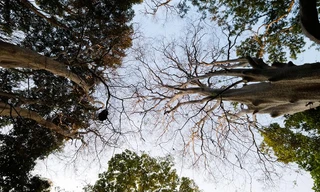 Đến Đắk Lắk chiêm ngưỡng hàng bằng lăng ổi độc đáo