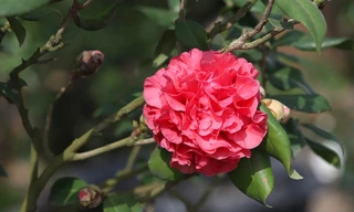 Chán đào với quất, dân chơi hoa săn lùng Trà cổ 