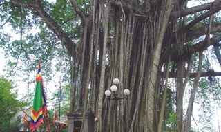 Linh thiêng gốc đa Đền Thượng (Lào Cai)