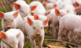 Bộ NN&PTNT cho biết, Việt Nam đã giám sát về bệnh Cúm lợn từ năm 2009 đến nay