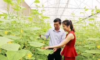 Hệ thống HTX, liên hiệp HTX, tổ hợp tác đang cung ứng cho thị trường trong nước 18-30% lương thực, thực phẩm 