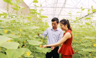 Hệ thống HTX, liên hiệp HTX, tổ hợp tác đang cung ứng cho thị trường trong nước 18-30% lương thực, thực phẩm 