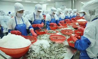 Theo Bộ NN&PTNT, EVFTA có hiệu lực đã mang đến triển vọng cho xuất khẩu tôm Việt Nam sang thị trường EU trong những tháng cuối năm 2020.