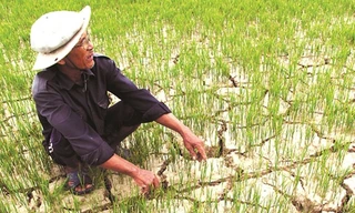 Thủ tướng chỉ đạo các địa phương chủ động chuyển đổi diện tích đất lúa không đảm bảo nước tưới sang cây trồng cạn có hiệu quả cao hơn.