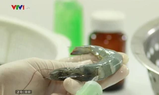 Vasep cho rằng, việc sử dụng hình ảnh con tôm để thuyết minh về "thực phẩm bẩn" là gây họa, ảnh hưởng nghiêm trọng đến ngành tôm Việt Nam. 